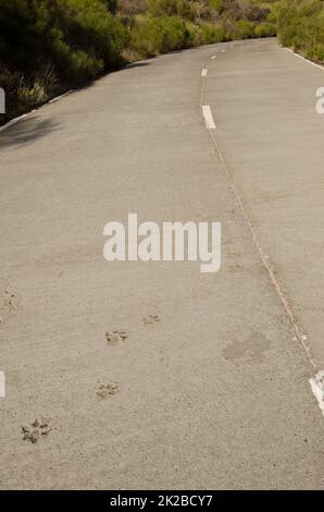 Pistes pour chiens sur une route en béton. Banque D'Images