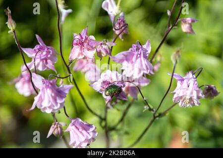 Deux coléoptères de la rose dorée se nourrissent de fleurs roses Banque D'Images