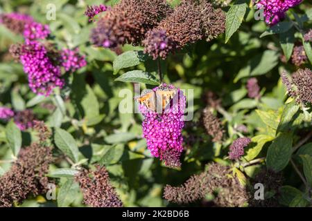 Un papillon, un papillon paon, est assis sur un lilas et profite du soleil. Banque D'Images