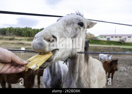 Cheval en stable Banque D'Images