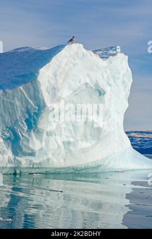 Mouette perchée sur un Iceberg Banque D'Images