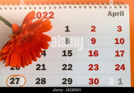 Un rappel en gros plan de la date mémorable enregistrée dans le calendrier le 27 AVRIL, un calendrier de livre blanc sur fond orange avec une FLEUR DE GERBERA ORANGE Banque D'Images