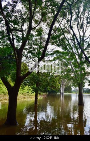 La rivière Hawkesbury déborde de ses berges à Windsor, dans l'ouest de Sydney Banque D'Images