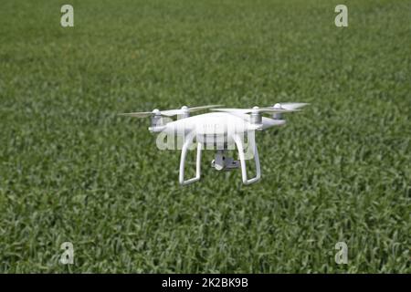 Blanc volant quadrocopters sur un champ de blé Banque D'Images