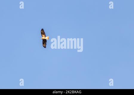 Puissant faucon volant ou aigle doré (aquila chrysaetos) chasse pour d'autres oiseaux, souris et rats comme oiseau de proie dans le ciel et rapeur volant avec des ailes panées et des plumes brunes Banque D'Images