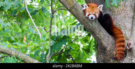 Panda rouge - Ailurus fulgens - portrait.Animal mignon reposant paresseux sur un arbre. Banque D'Images