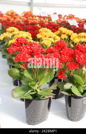 Plante de Kalanchoe aux fleurs rouges, Kalanchoe blossfeldiana Banque D'Images