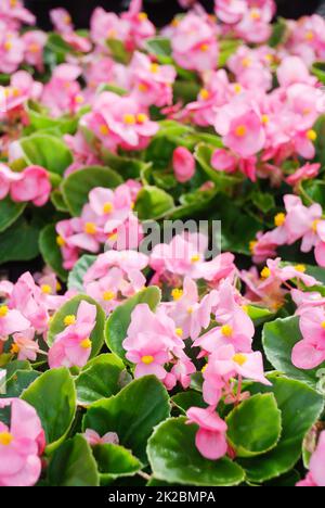 Begonias, semperflorens begonias, dans le jardin, begonia en pot rose Banque D'Images