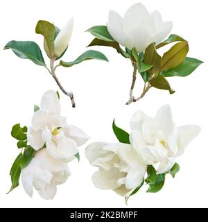 Fleurs de Magnolia sur fond blanc Banque D'Images