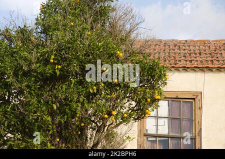 Un NEX orange doux à une maison. Banque D'Images