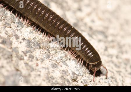 Millipède portugais Ommatoiulus moreleti à Santa Cruz de la Palma. Banque D'Images