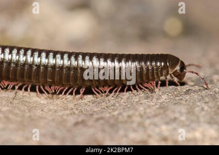 Millipede portugais à Santa Cruz de la Palma. Banque D'Images