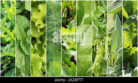 Collection de feuilles vertes et des légumes. Origines du printemps. La saine alimentation consept. Arrière-plan de jardinage Banque D'Images