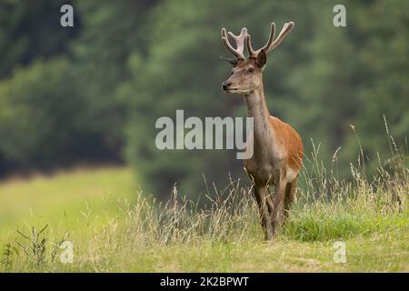 Cerf rouge avec bois de velours marchant sur le terrain en été Banque D'Images