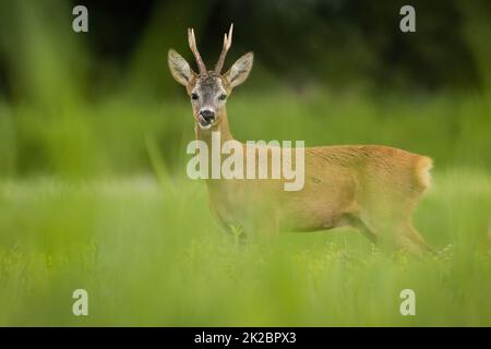 Cerf de Virginie regardant la caméra sur les prairies en été Banque D'Images