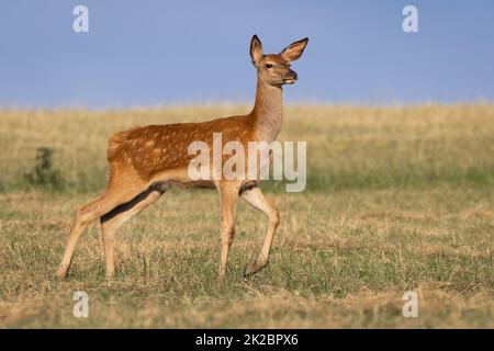 Cerf rouge prudent marchant sur la prairie en été nature Banque D'Images