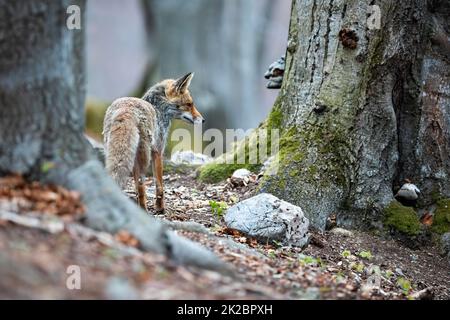 Renard roux debout en forêt en automne avec de l'espace pour le texte Banque D'Images