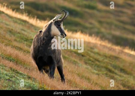 Tatra chamois debout sur la pente de l'herbe en automne nature Banque D'Images