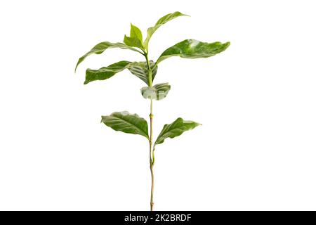 Arbre à café avec feuille isolée sur fond blanc avec passe-cheveux. Banque D'Images