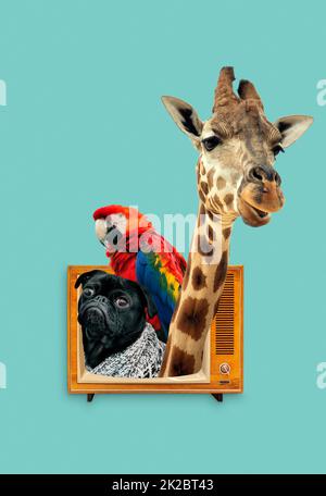 Le concept du zoo de collage avec des animaux sortis du téléviseur Banque D'Images