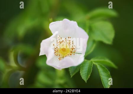 Rose blanche dans mon jardin. Une photo d'une belle rose blanche. Banque D'Images