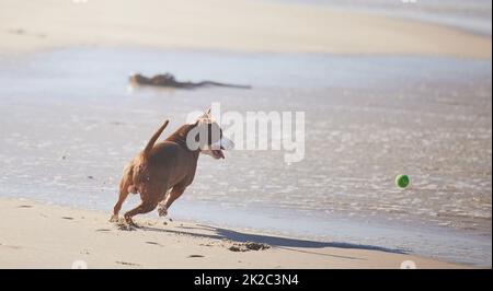 Même les chiens méritent une séparation de la grande ville. Photo d'un adorable taureau à fosse jouant avec une balle à la plage. Banque D'Images