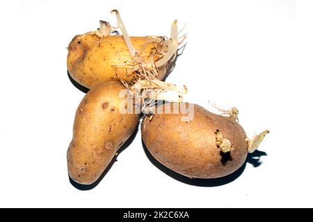 La pomme de terre de l'œil se racine sur un fond blanc Banque D'Images