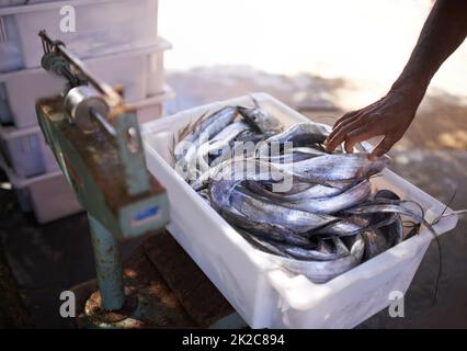 Fraîchement attrapé. Prise de vue d'un récipient rempli de poisson fraîchement pêché. Banque D'Images