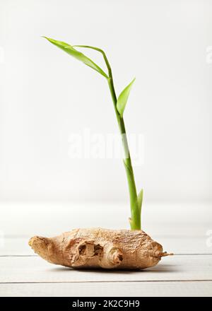 Sécher le gingembre (Zingiber officinale) Racine, avec green sprout, sur les tableaux blancs et d'arrière-plan. Banque D'Images