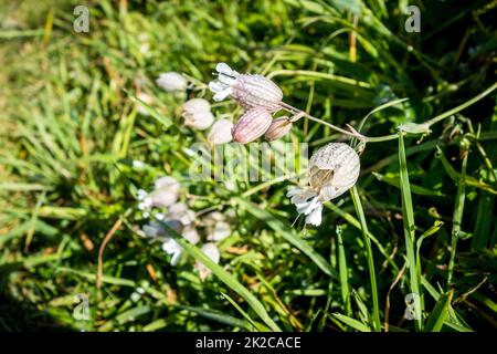 Vessie Campion - Silene vulgaris - vue rapprochée en haute Savoie, France Banque D'Images