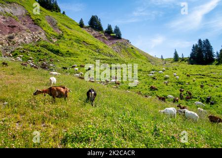 Chèvres dans un champ. Le Grand-Bornand, France Banque D'Images