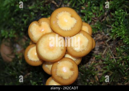 champignons dans la forêt en automne Banque D'Images