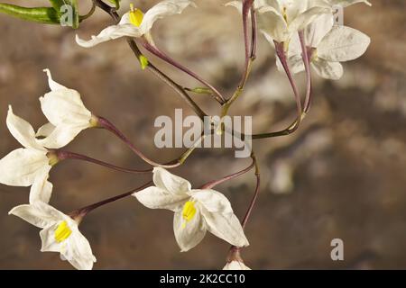 Isolated stem of Star Jasmine (Trachelospermum jasminoides) in flower Stock Photo