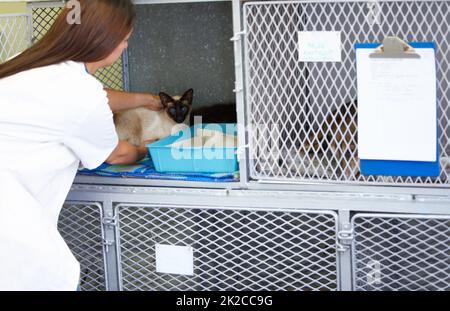 Prendre le meilleur soin de vos animaux. Une femme vétérinaire mettant soigneusement un patient de chat siamois dans sa cage. Banque D'Images