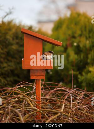 Portrait, gros plan d'un moineau sur un chargeur, songbird. Banque D'Images