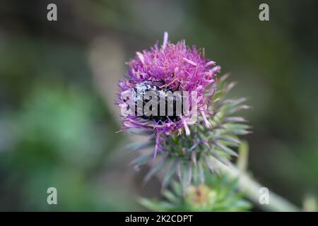 Un coléoptère de rose pleurant sur la fleur d'un chardon à lait. Banque D'Images