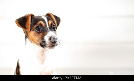 2 mois Jack Russell Terrier puppy, détail sur tête, haut photo clé, près de fond blanc, de l'espace pour le texte sur la droite. Banque D'Images