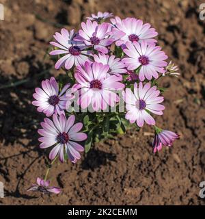 Bouquet de gerberas rose et violet / marguerite daisy flowers growing in garden. Vue de dessus, le sol humide autour. Banque D'Images