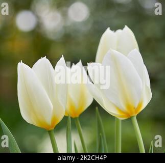 Tulipes dans mon jardin. De magnifiques tulipes dans mon jardin au début du printemps. Banque D'Images