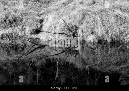 Merced River Bank Yosemite Valley Banque D'Images