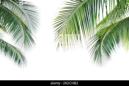Feuille de Palmier cocotier isolé sur fond blanc Banque D'Images