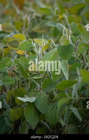 Image verticale des plants de soja dans les gousses et les feuilles de haricots Banque D'Images