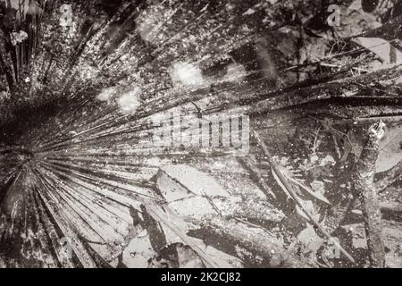 Texture palmier feuillage dans étang puisard eau nature Mexique. Banque D'Images