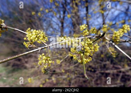 Kornelkirsche (Cornus mas) - Zweig mit Blüten Banque D'Images