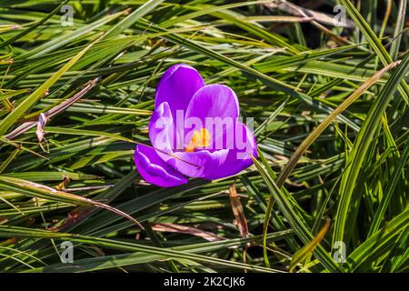 Un seul crocus violet fleurit entre l'herbe verte. Admirez la magie des fleurs printanières crocus sativus Banque D'Images