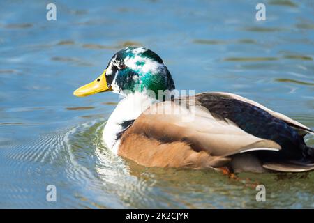 Close up view of duckling swimming in pond Stock Photo