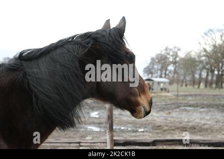 Tête d'un cheval marron comme vue latérale Banque D'Images