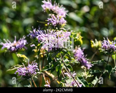 Fleurs sauvages de Bergame, monarda fistulosa, fleurissent dans un parc dans l'ouest du Wisconsin. Banque D'Images