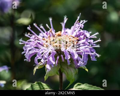 Fleurs sauvages de Bergame, monarda fistulosa, fleurissent dans un parc dans l'ouest du Wisconsin. Banque D'Images