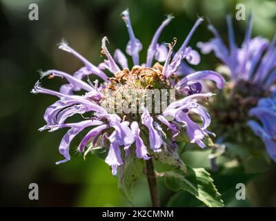 Fleurs sauvages de Bergame, monarda fistulosa, fleurissent dans un parc dans l'ouest du Wisconsin. Banque D'Images